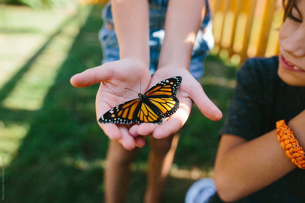 Monarch Butterfly in Child\'s Hands