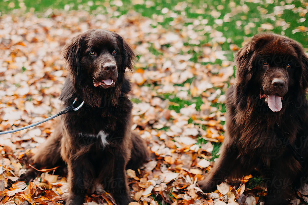 Portrait of Two Newfoundland Dogs in Fall Leaves