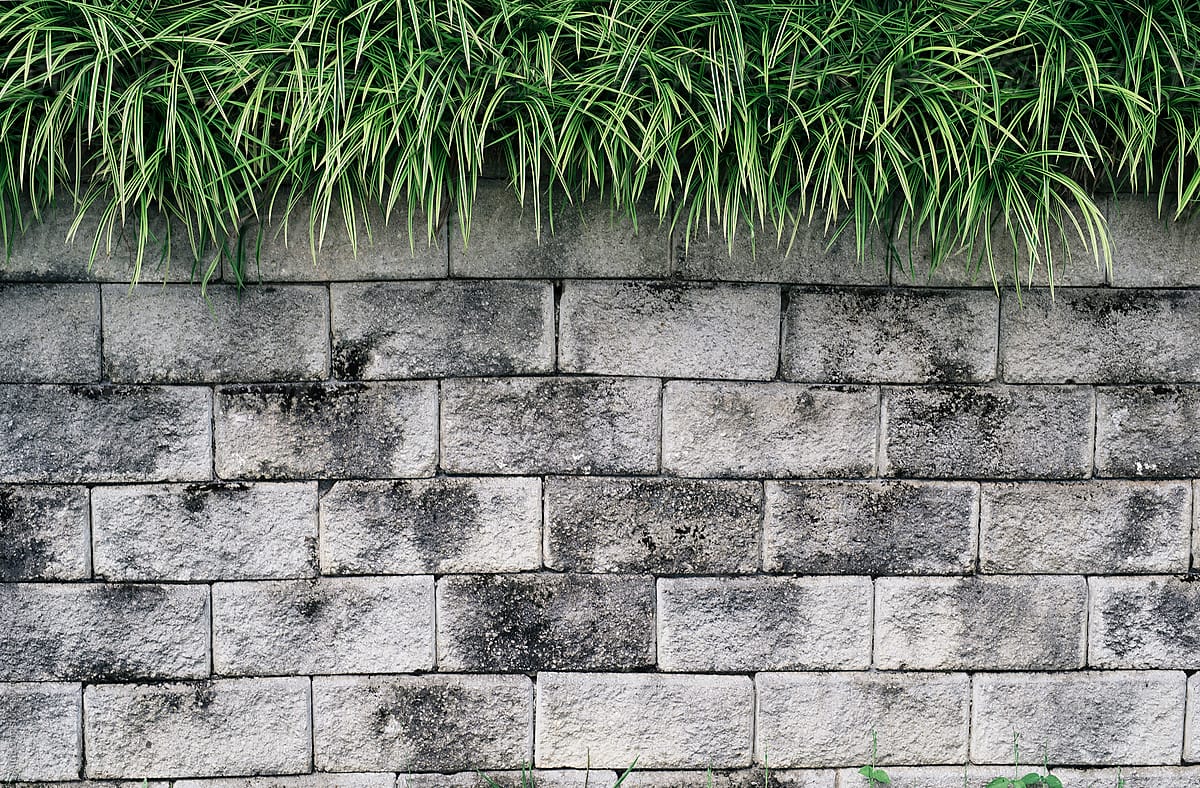 Lush grass on brick wall