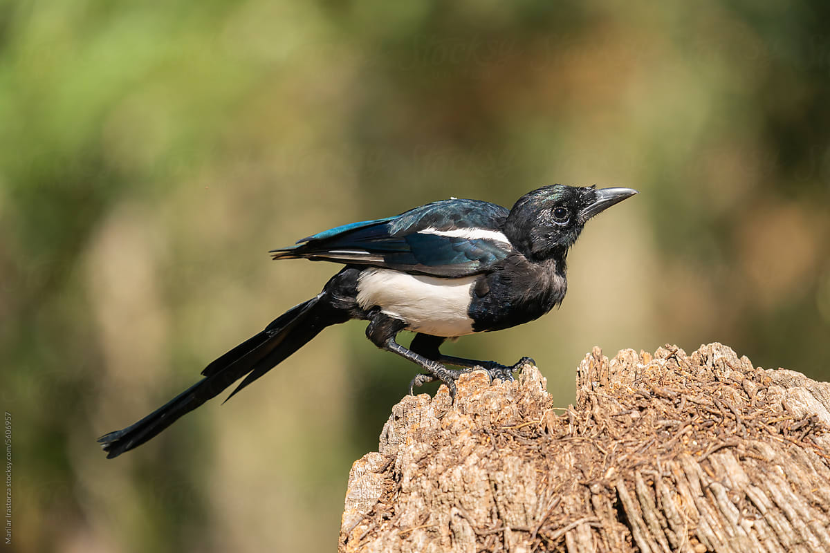 Eurasian Magpie Perched On A Tree Trunk