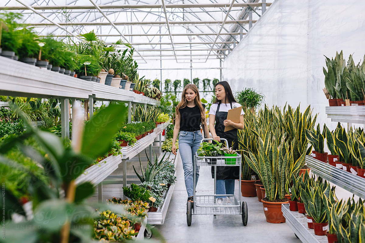 Female worker helping to buyer choosing plants in store