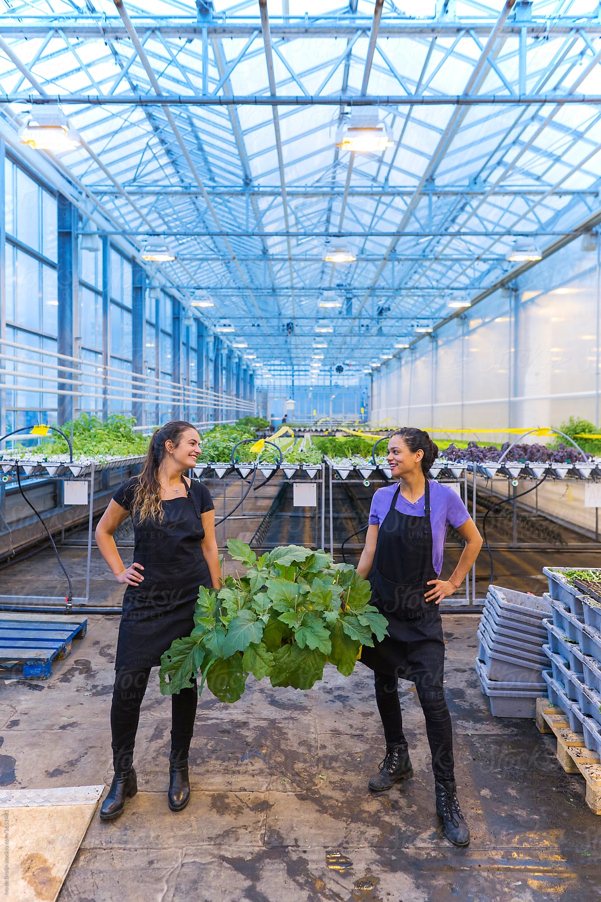 Two female workers or employees holding  a wooden crate with vegetables in a modern greenhouse