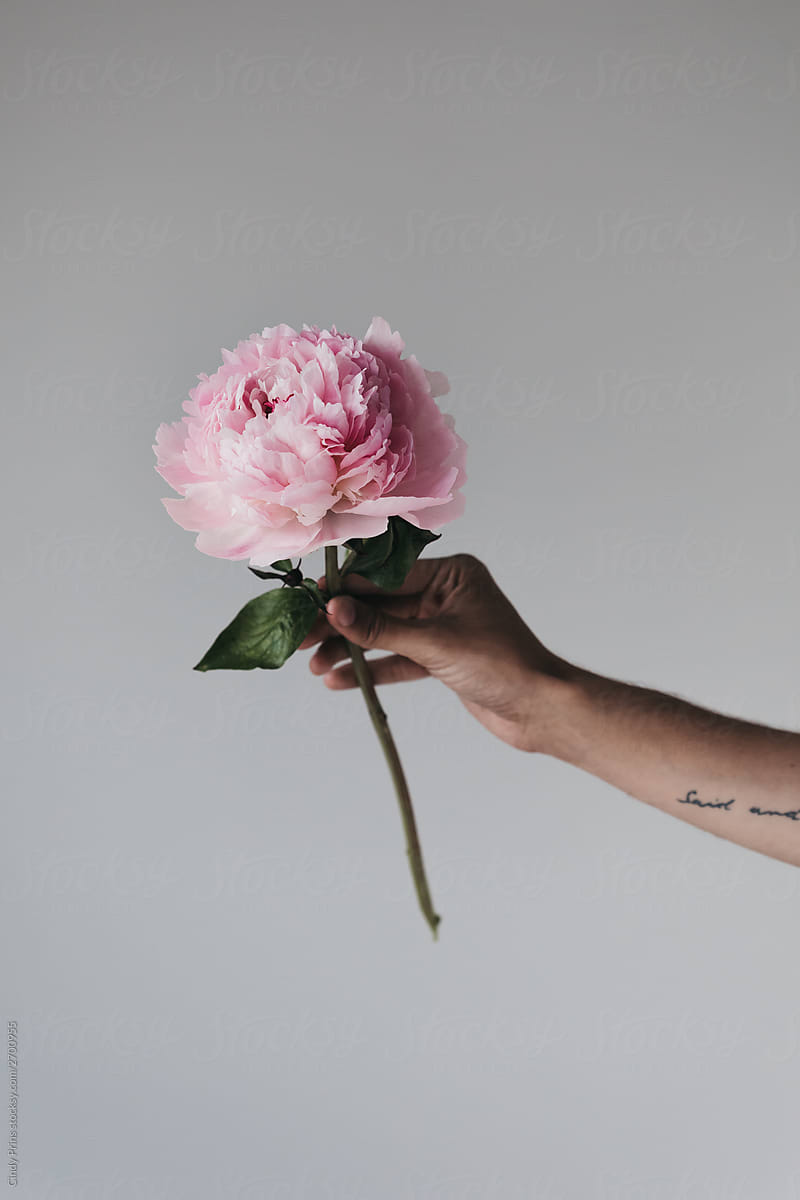 Hand holding a pink peony
