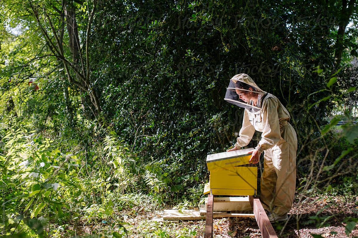 Female beekeeper opening up her hive with bees.