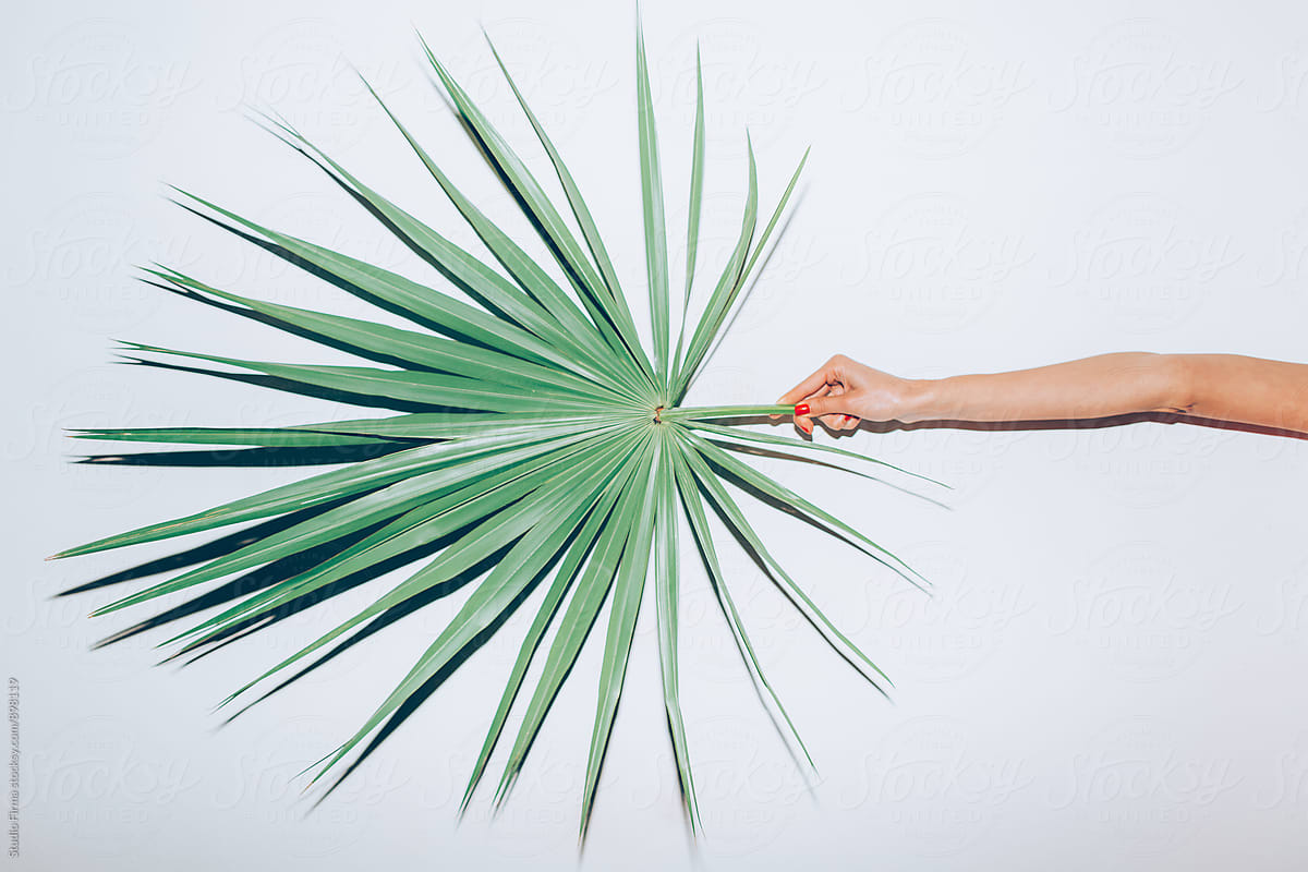 Hand holding palm leaf.