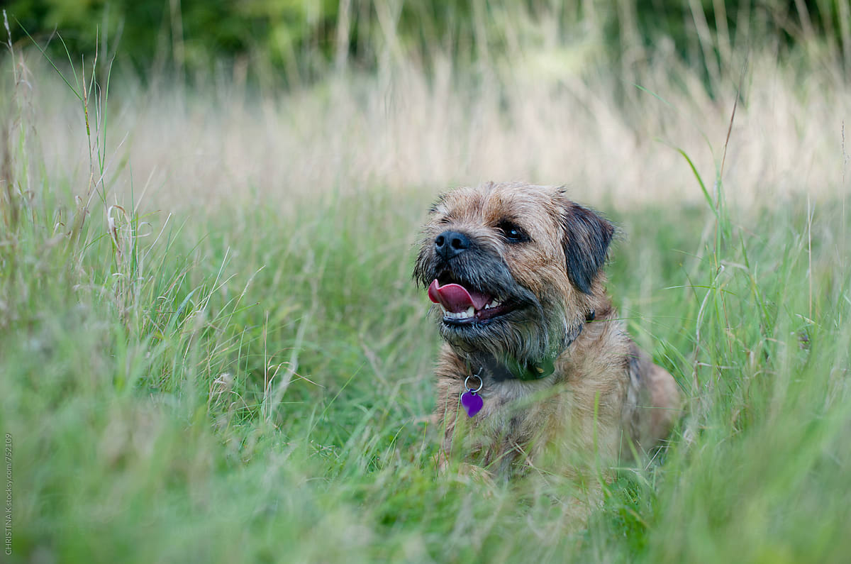 Border Terrier sitting in long grass