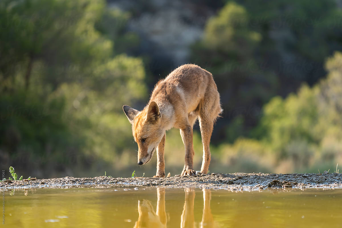 Red Fox Cools Off In A Pool On A Hot Summer Day