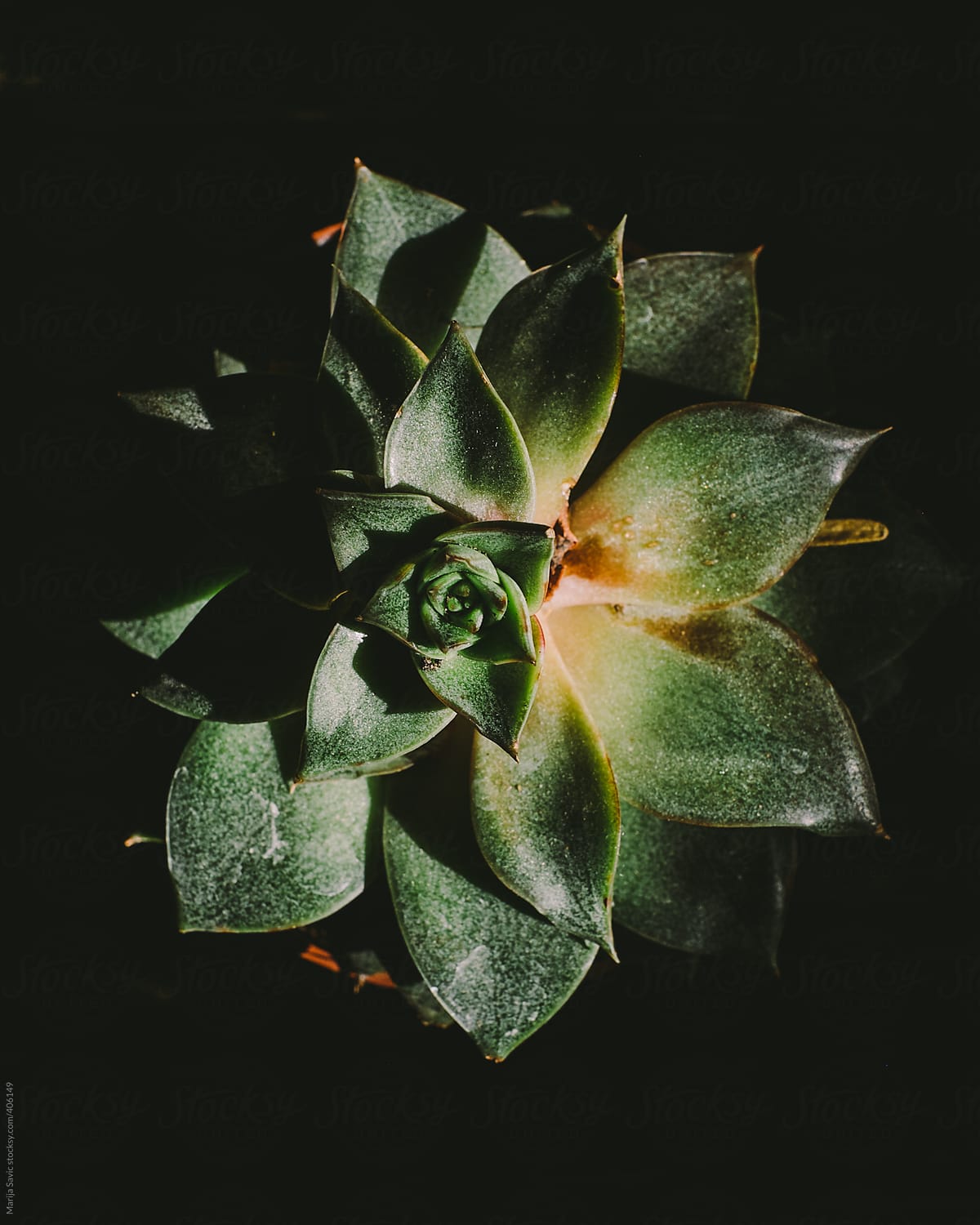 Succulent Plant in Dark