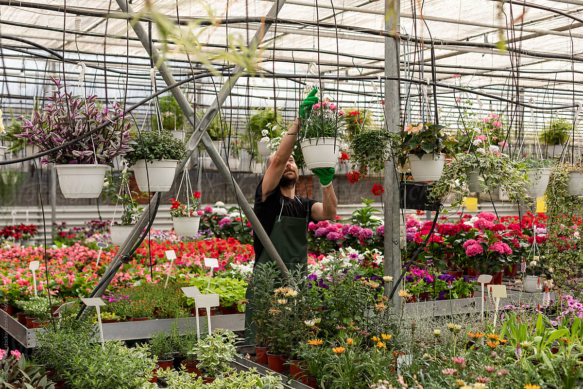 Florist works inside greenhouse