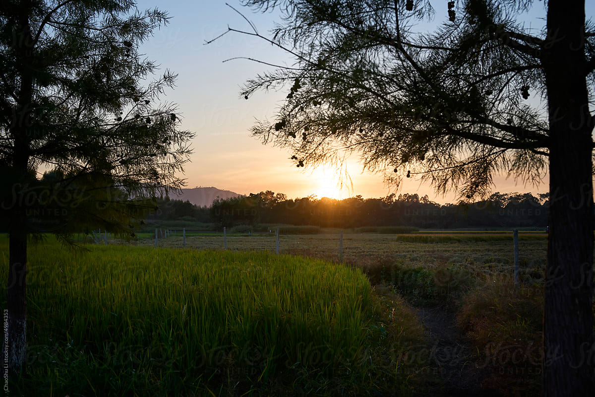 Rice field at sunset in autumn evening