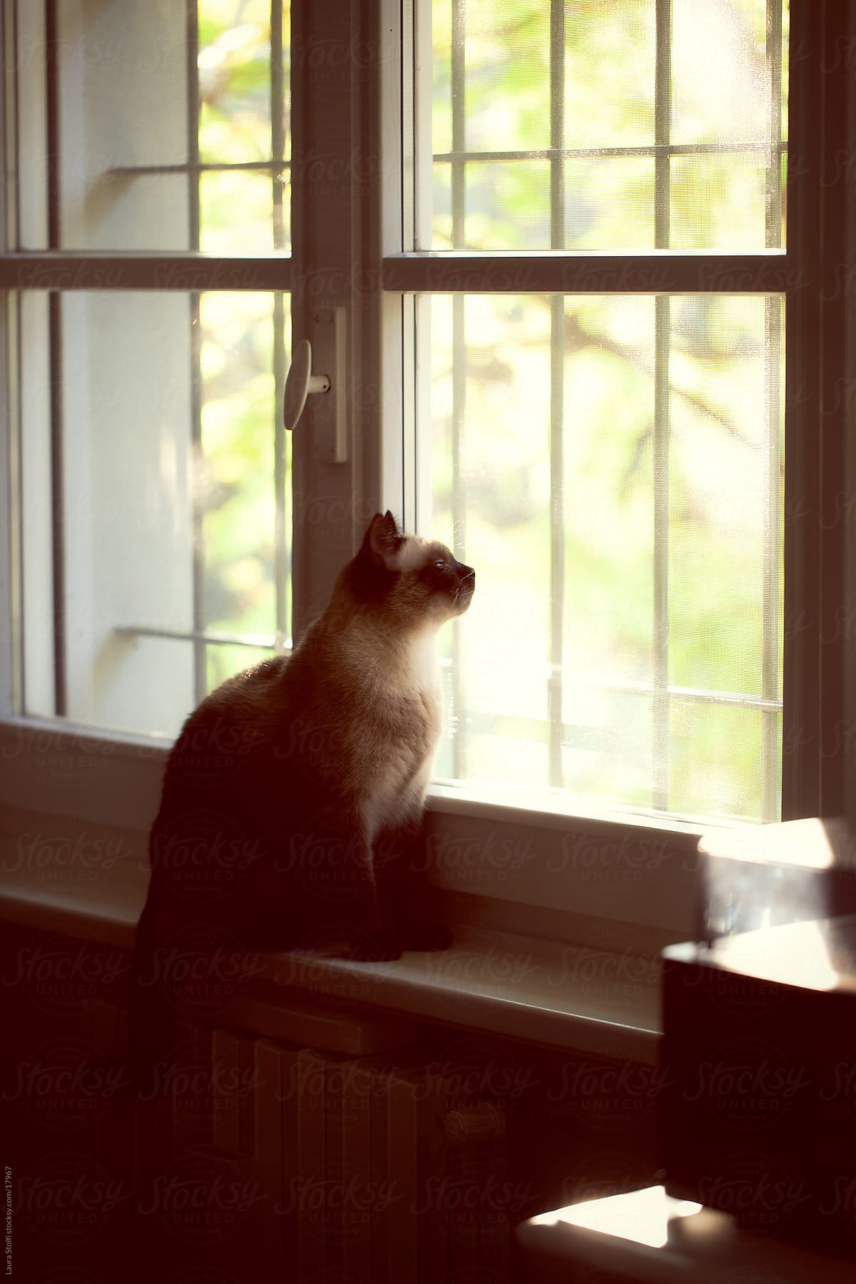 Cat looking out of the window in sunset light in living room