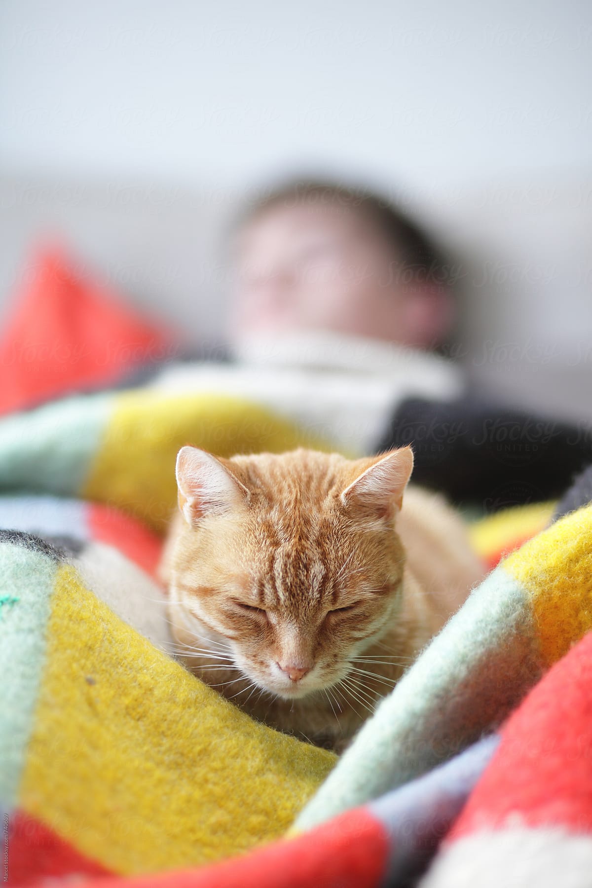 Cat and man sleeping on a couch