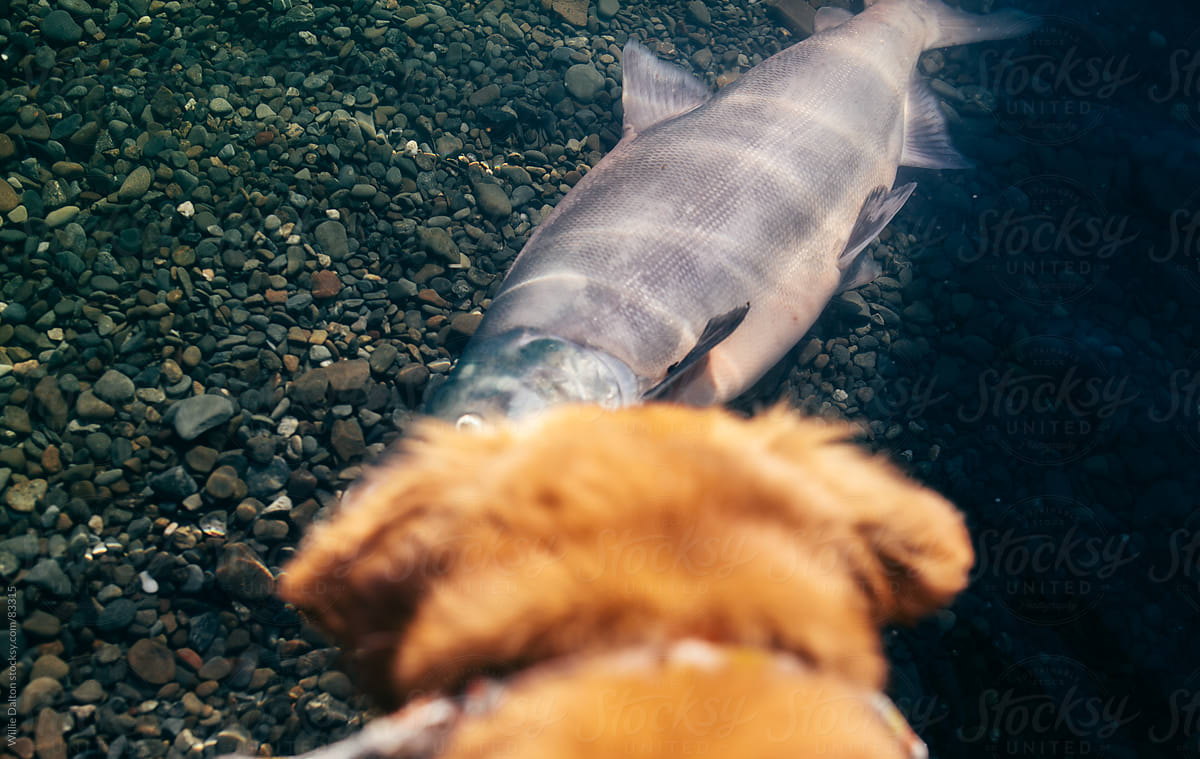 Golden Retriever Looks at a Sockeye Salmon in the Water