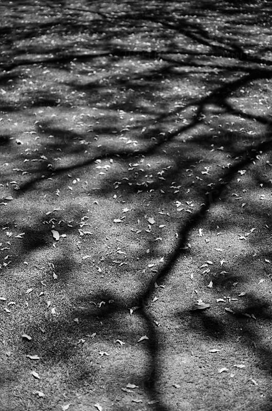 Tree shadow at trhe grassy ground in Black and White