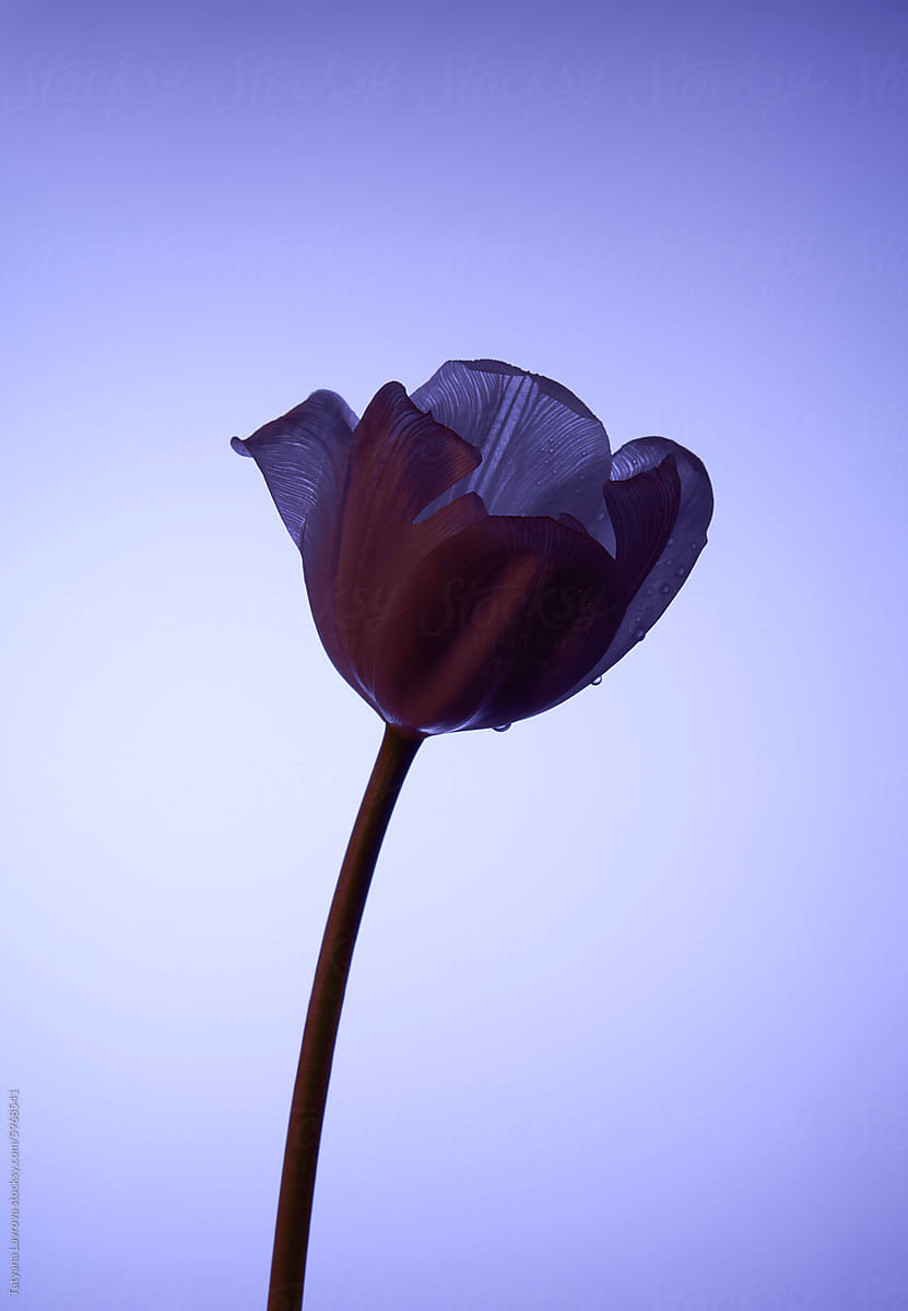 Elegant tulip silhouette against blue backdrop.