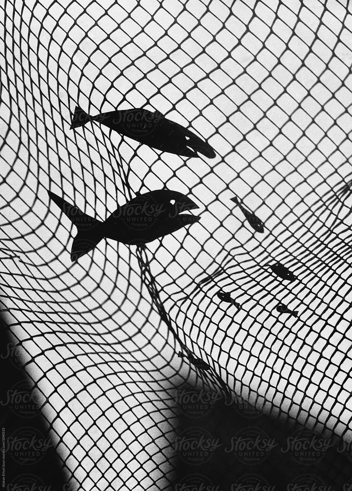 shadow play of fish caught in net