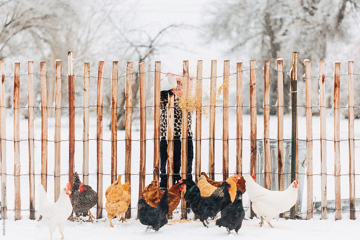 Toddlers feeding chickens on a farm outside in winter.