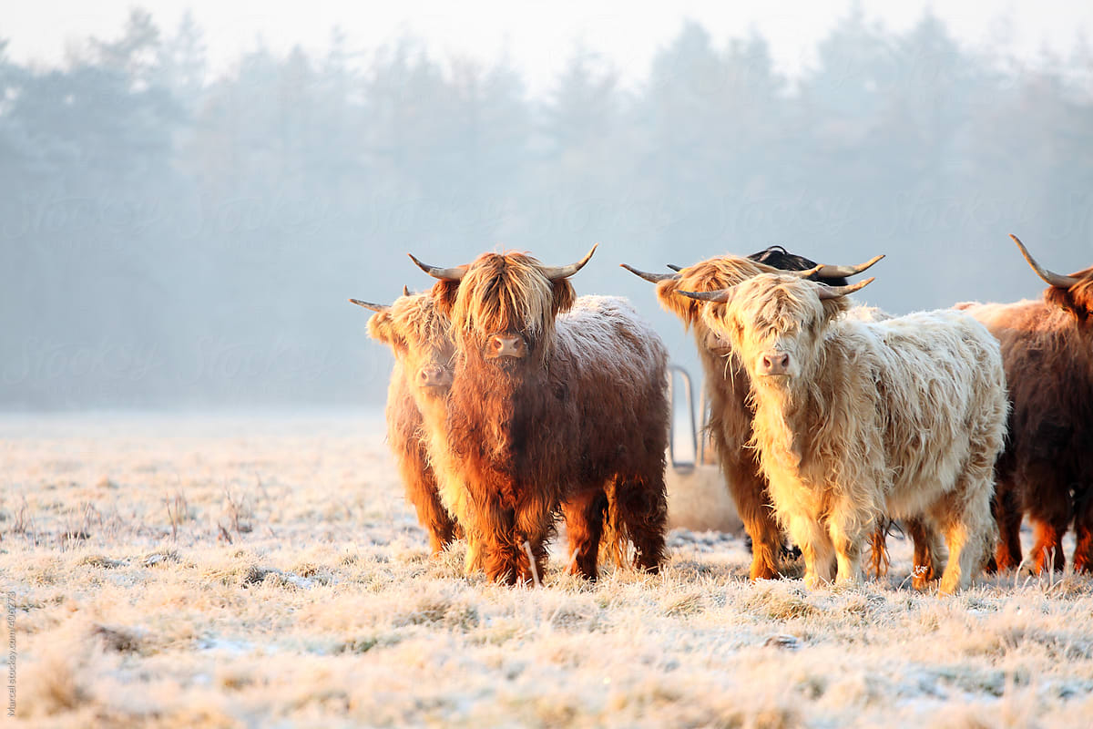 Scottish highland cows in winter