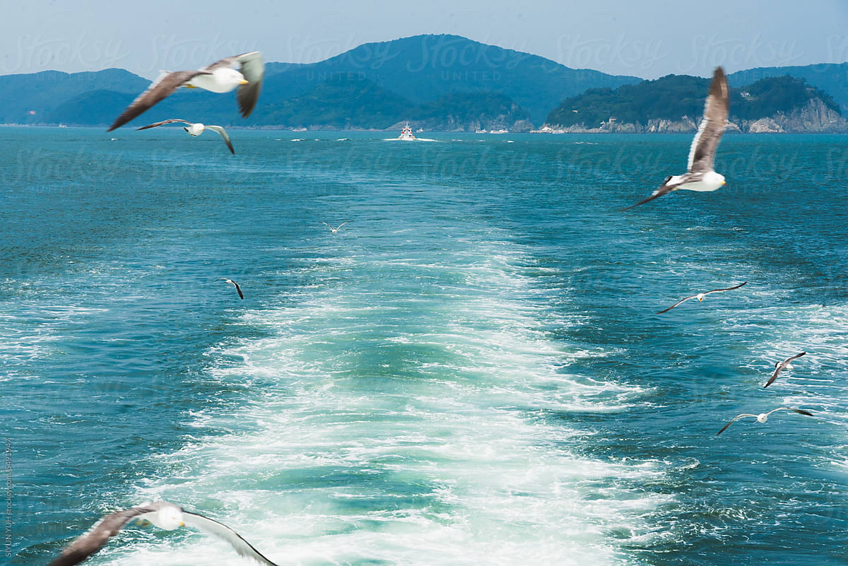 Group of the seagull flying behind the boat above the sea