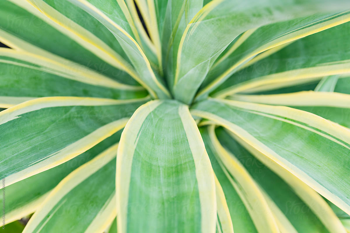 "Agave Leaves" by Stocksy Contributor "Kristin Duvall" - Stocksy