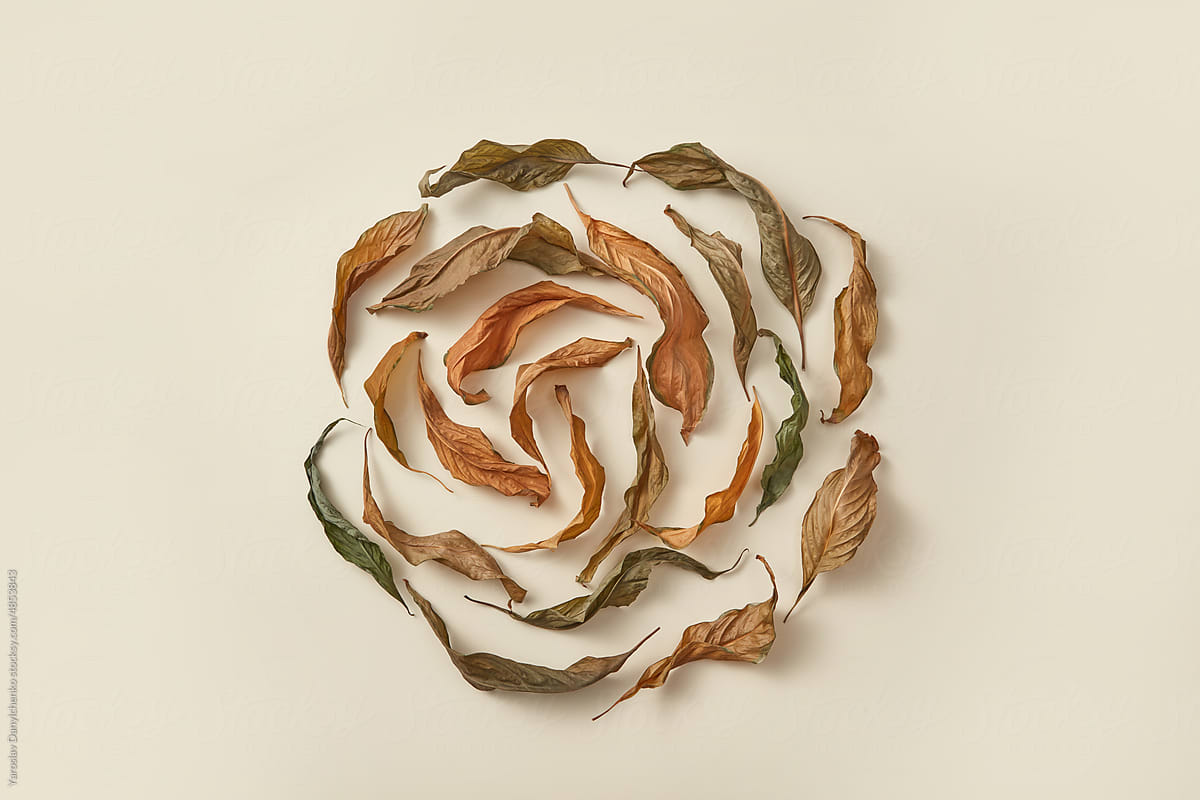 Leaves laid out as spiral on white background.