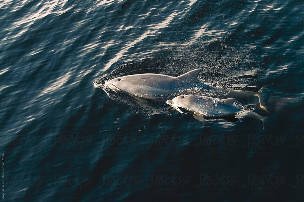 A mother and baby dolphin swim past, viewed from above