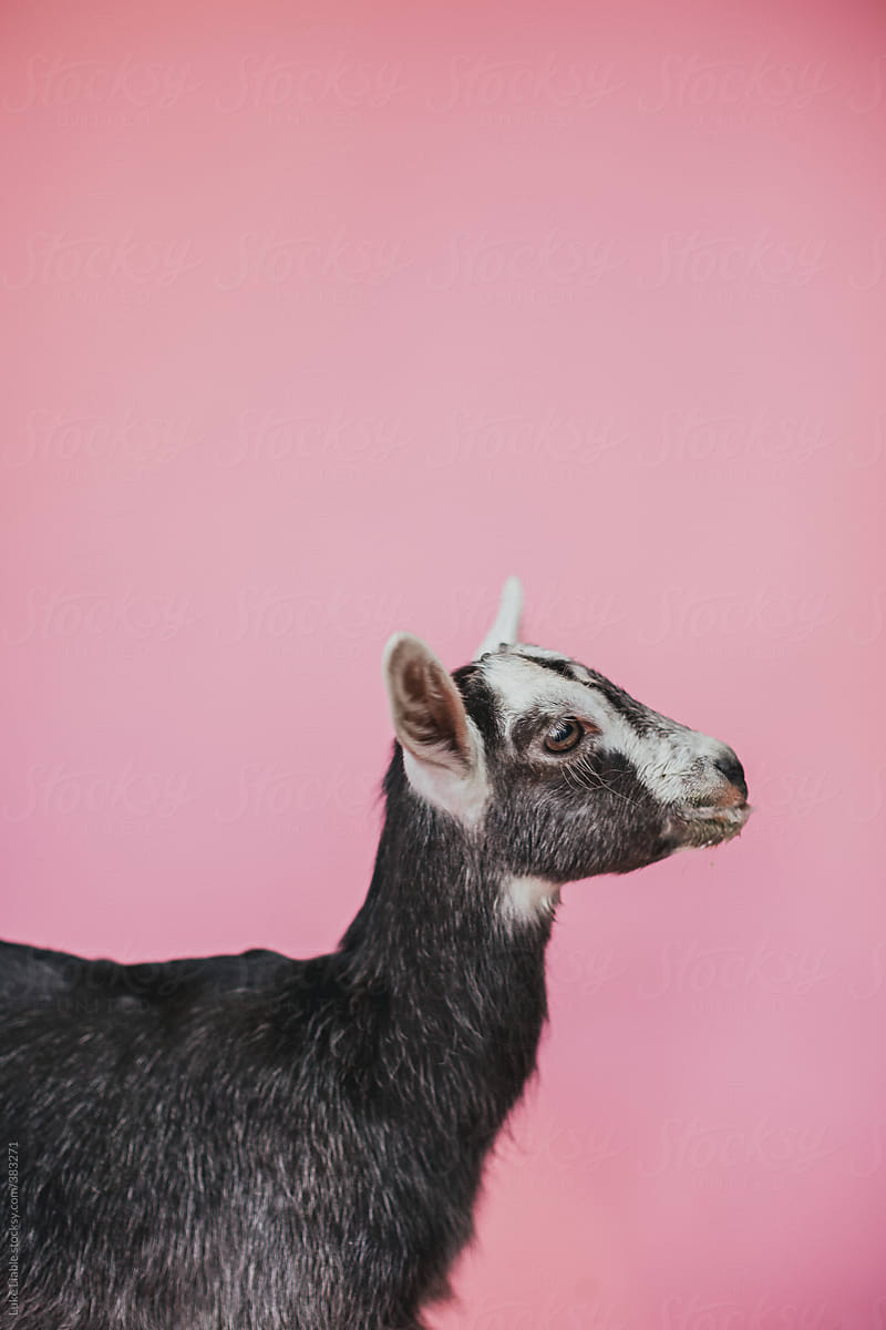 animal portrait with young baby goat on pink background