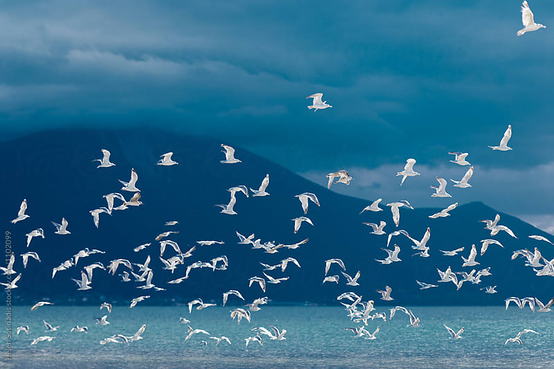 A Flock of Birds over the Sea
