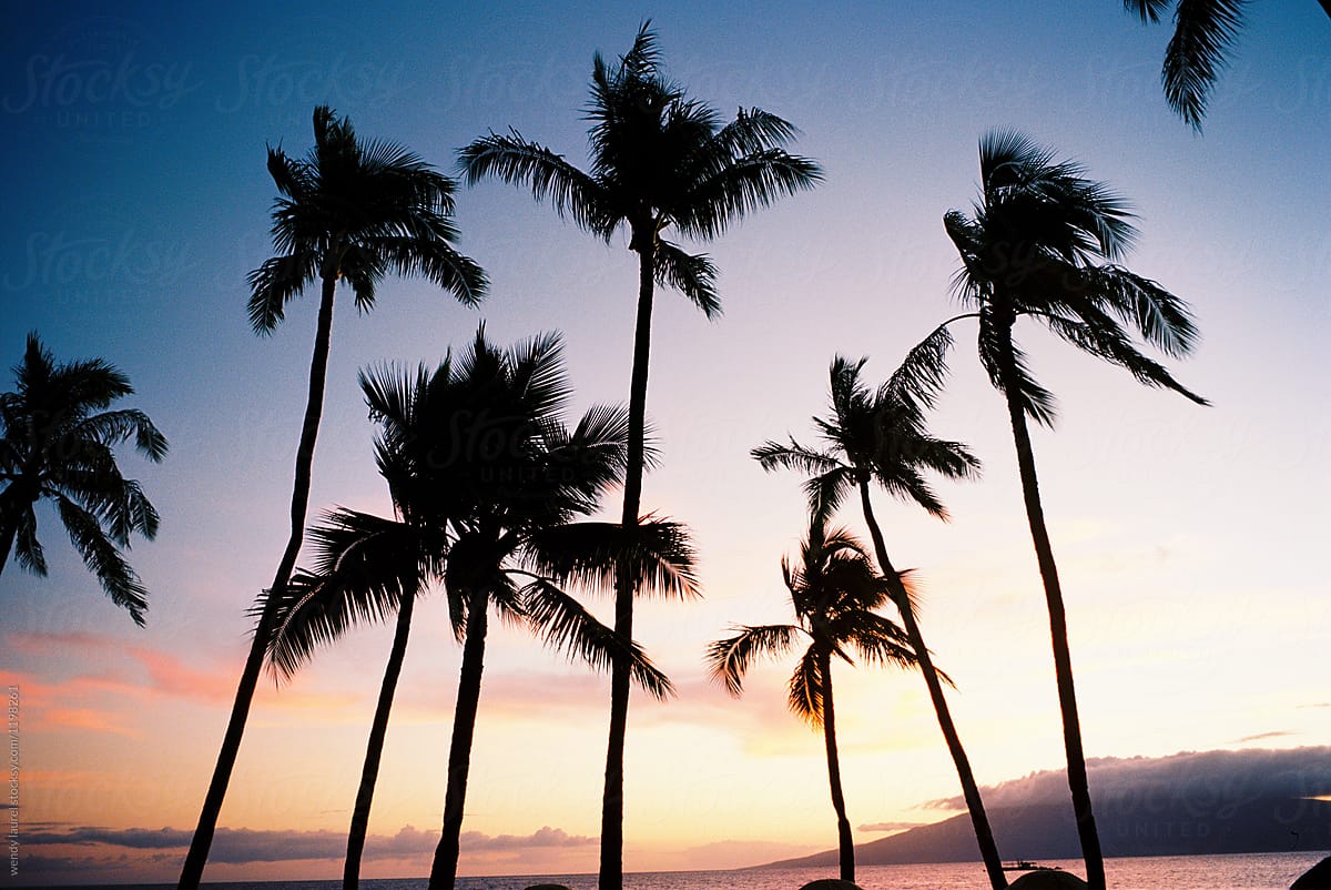 pink and purple sunset with palm trees off maui