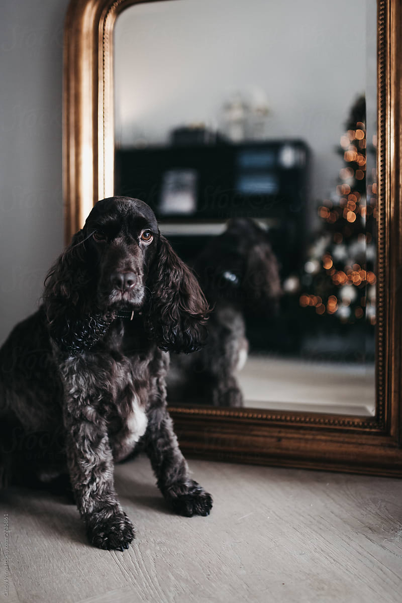 Dog sitting in front of mirror reflecting a christmas tree