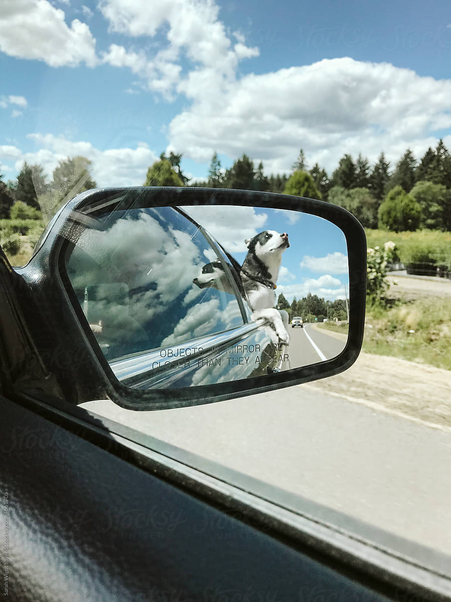 A husky sticks his head out a window of a car during a roadtrip