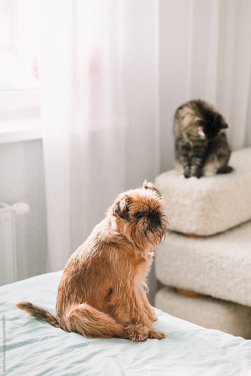Brussels griffon dog and a person cat