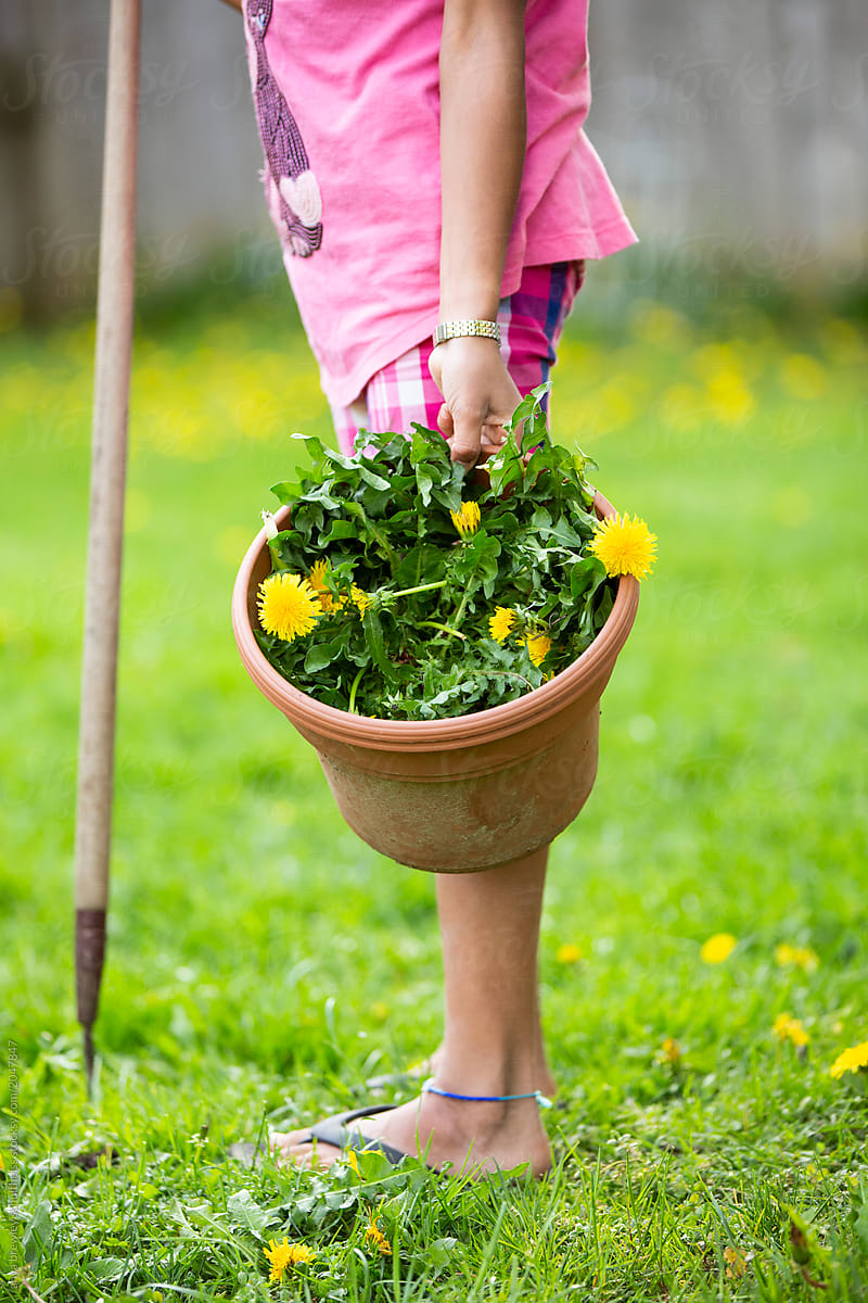 A child holding a plant pot full of dandelions