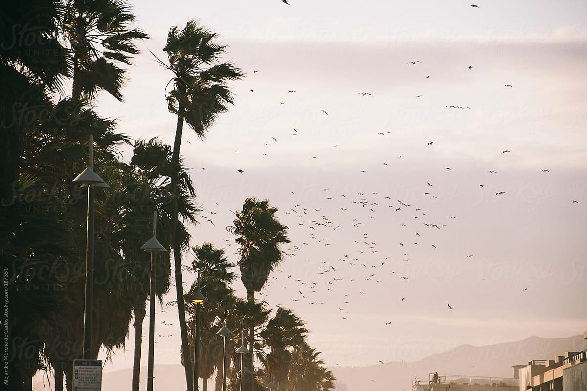 Seagulls and birds flying over beach with palm trees at sunset