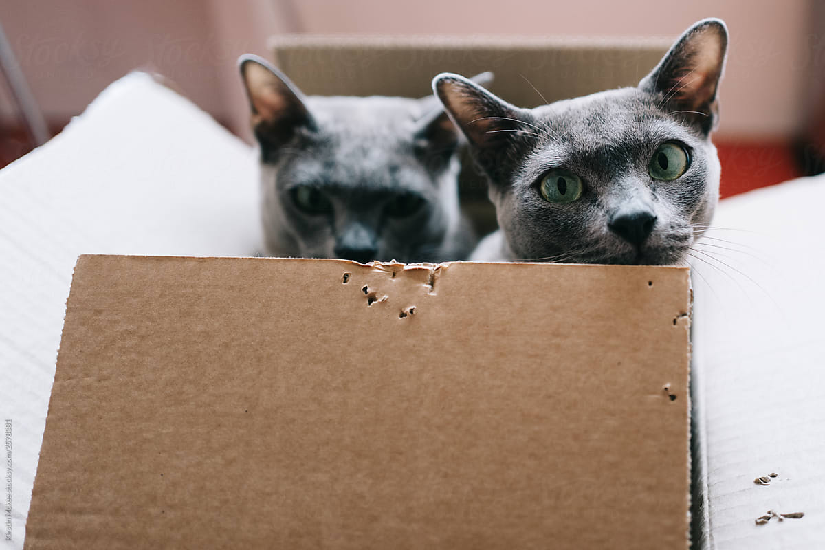 Two cats in box