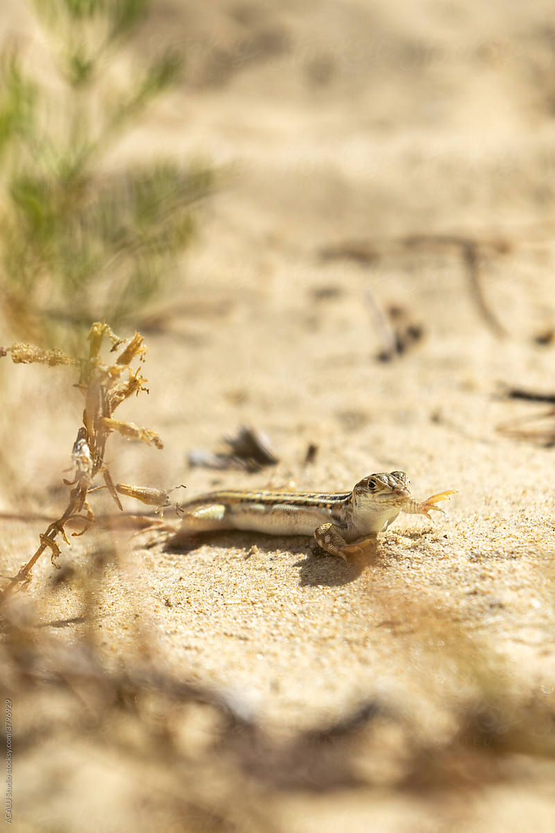 Lizard raising its limbs to avoid being burned by the hot sand