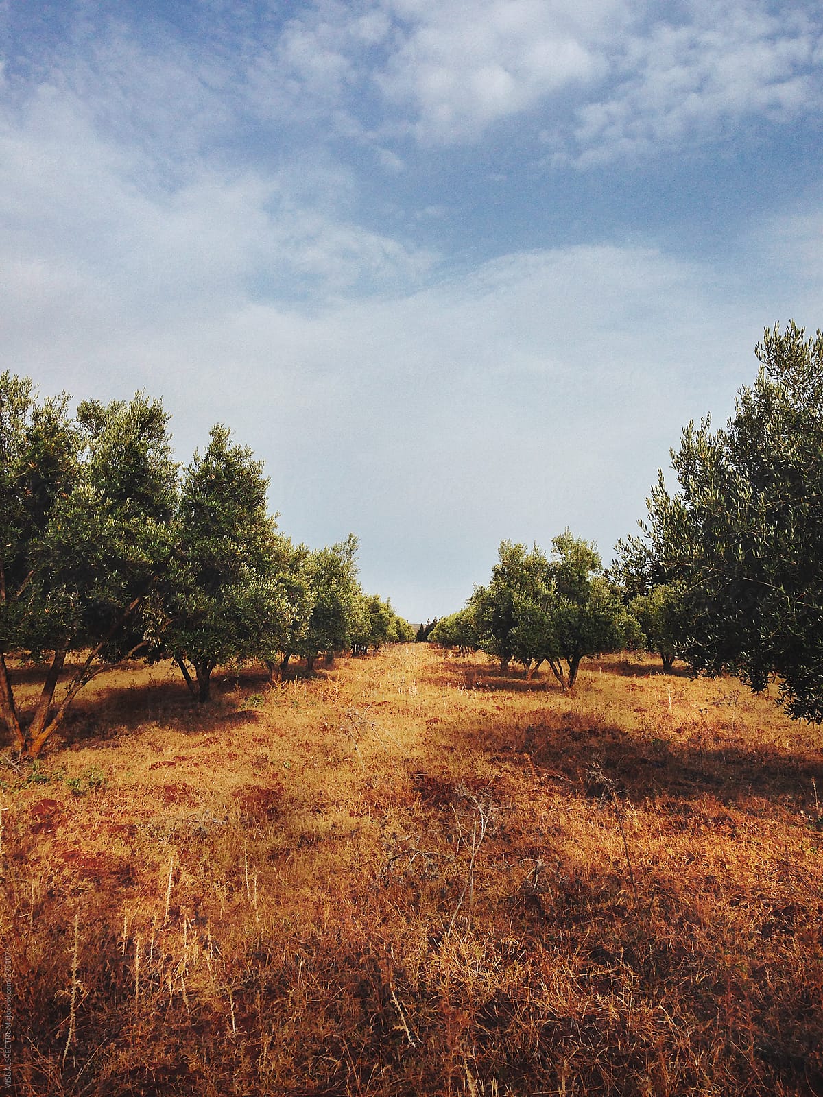 Olive Tree Orchard