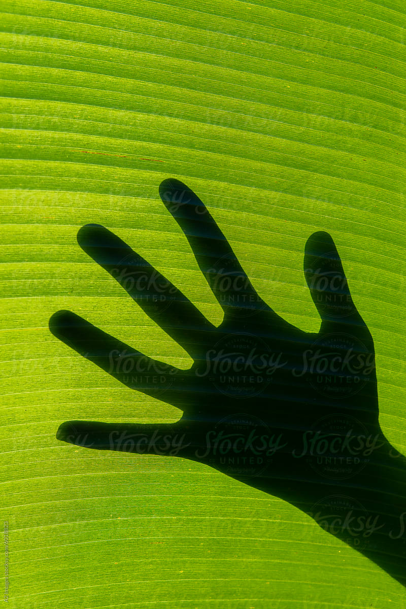 Shadow of a hand on a banana leaf