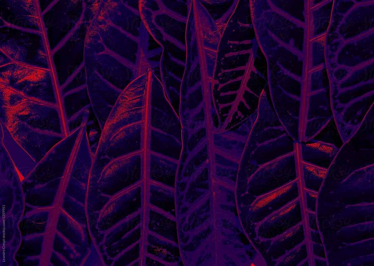 Ultraviolet forest - Leaves under purple light