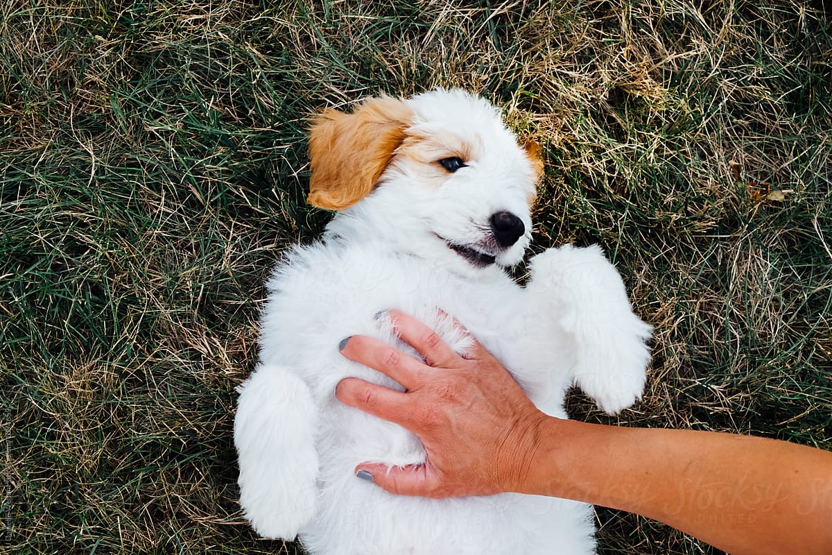A white and brown golden doodle puppy lying in grass on its back