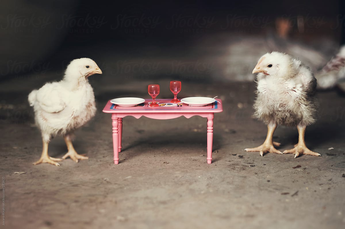 Two chicken waiting for dinner