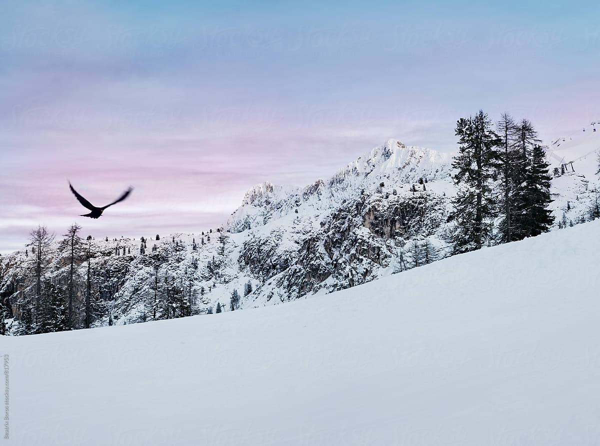 Bird flying in a mountainous landscape covered with snow with pink sky