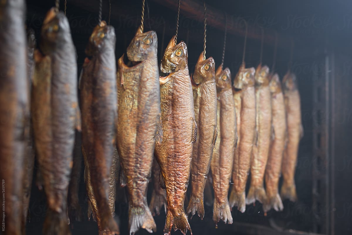 Trout fish prepared for hot smoking