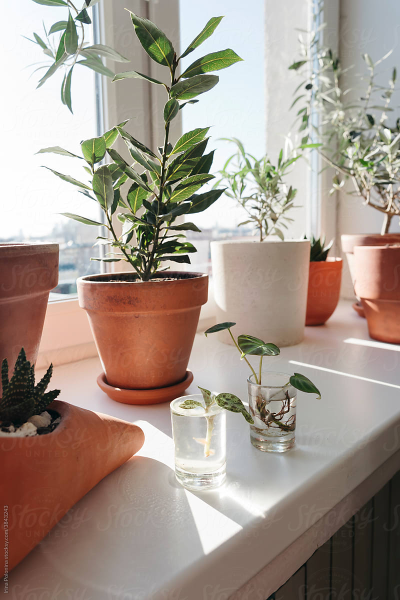 Cozy room with indoor plants.