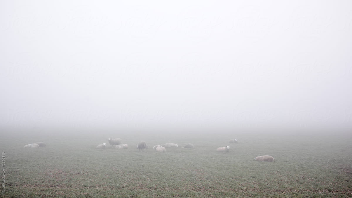 Foggy field with sheep