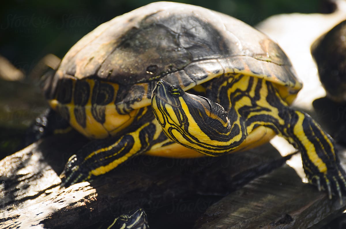 The red-eared slider turtle closeup