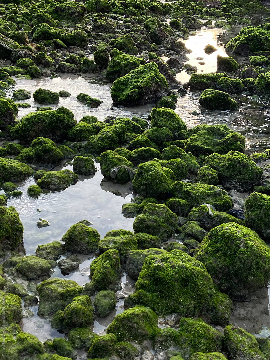 UGC green moss on the rocks and reflection in the water