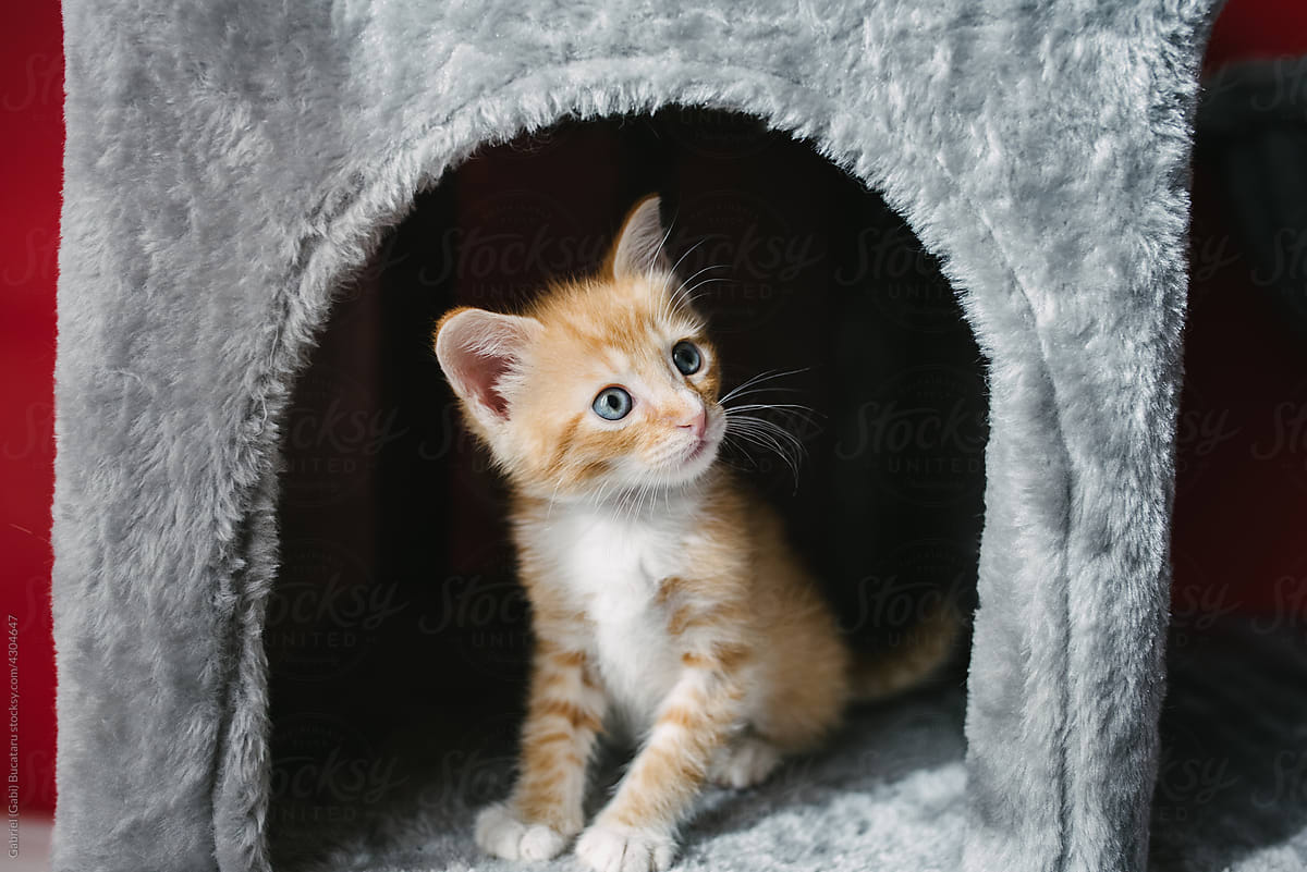Very cute red fur kitten