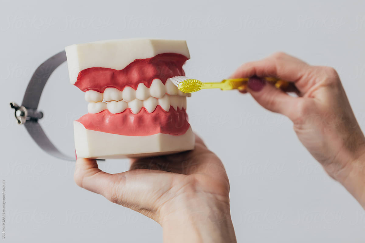 Dentist woman holding dental model of jaw showing a brushing met