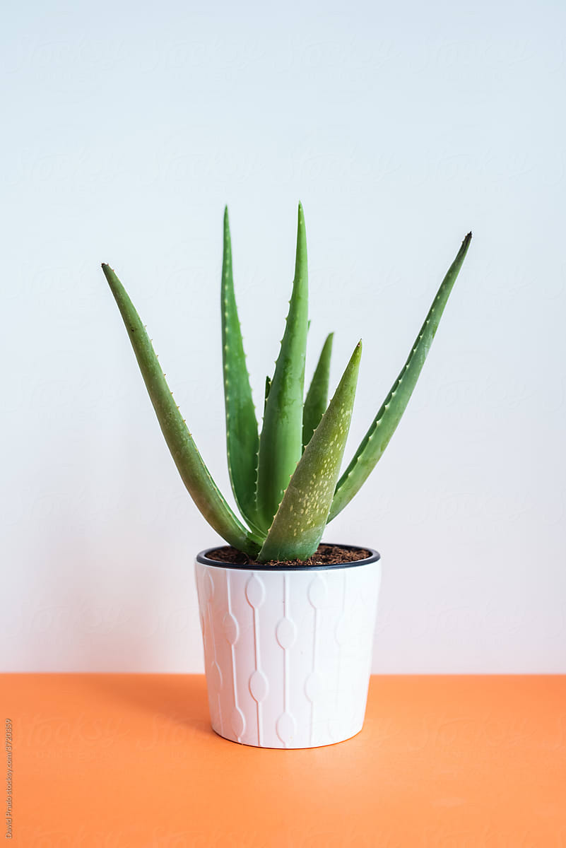 Green succulent plant in pot on table